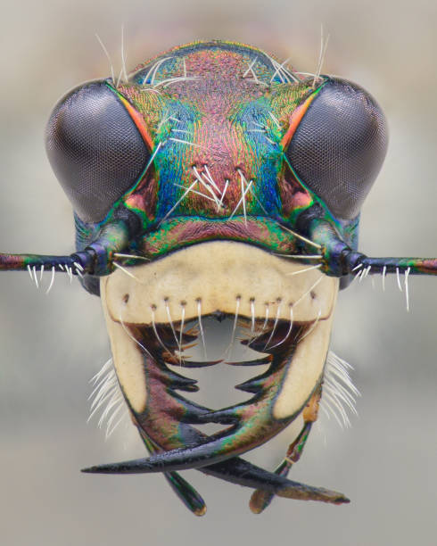 portrait of dune tiger beetle (cicindela maritima) - 班蝥 個照片及圖片檔