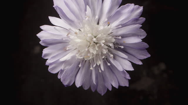 A purple cornflower with white stamens rotates on a black background and the camera zooms out, macro shot.