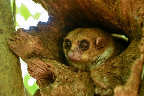 istock Grey mouse lemur Microcebus murinus, portrait, Madagascar nature 1637663669