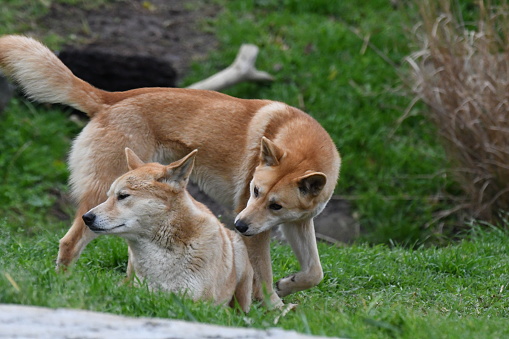 2 Australian Dingoes