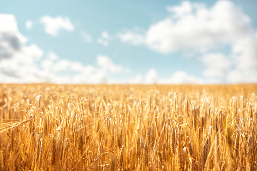 Wheat or barley field harvest crop background on a sunny day