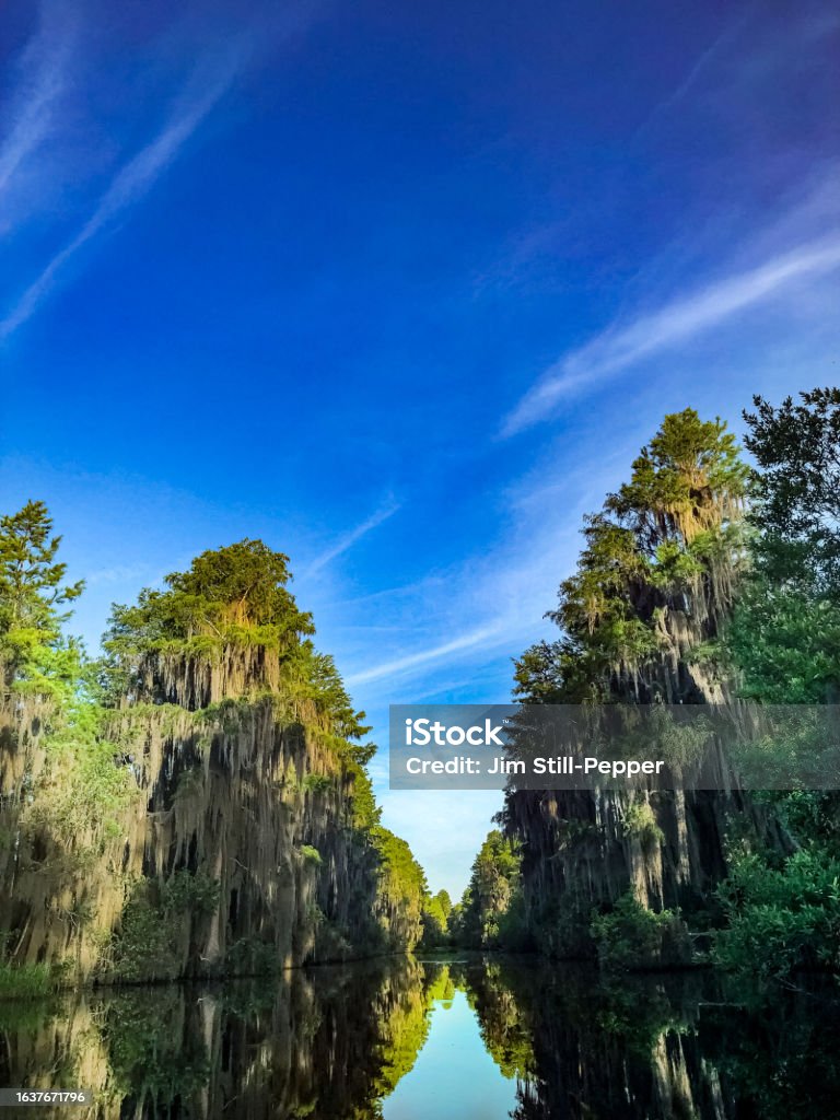 The Grand Suwanee Canal in the Okefenokee National Wildlife Refuge A view of the Suwanee Canal from a kayak. Surrounded by Cypress trees and a blue morning sky. River Stock Photo