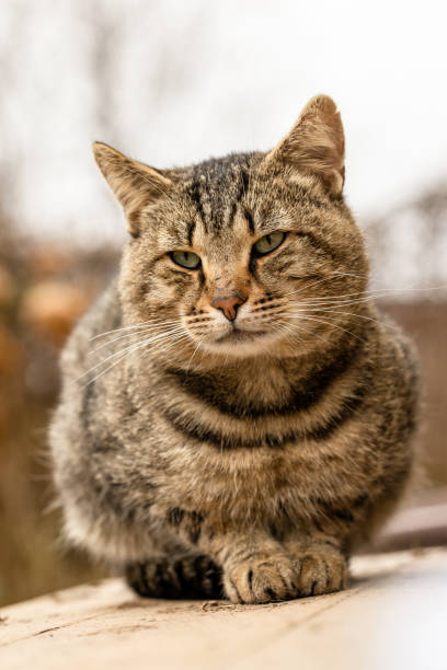 istock Cat sitting on the porch 1637672402