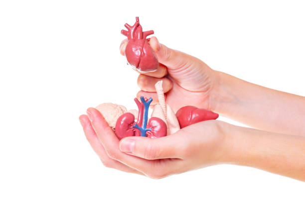 istock Tiny Human Body Parts Models in Hands 1637675067