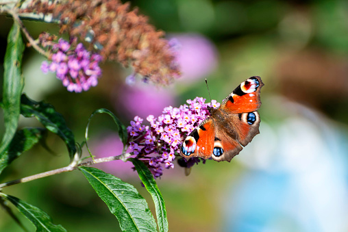 Peacock butterflies on buddleia plant in august