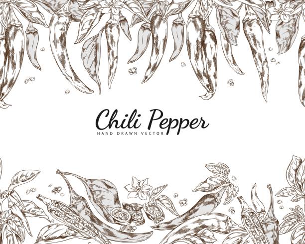 Chili pepper seamless border in hand drawn sketch style, vector illustration on white background. Chili pepper seamless border in hand drawn sketch style, vector illustration on white background. Label or banner for food advertising. Hot and spicy vegetable. Cayenne pepper drawing. chili pepper border stock illustrations