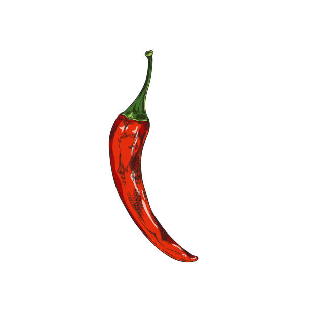 istock Whole chili pepper pod, red cayenne paprika plant, colorful hot spicy vegetable vector hand drawn isolated illustration 1637696344