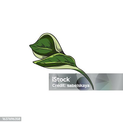 istock Hand drawn green leaf of chili pepper, sketch vector illustration isolated on white background. 1637696358