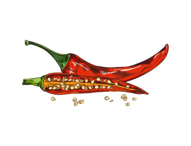 Vector illustration of Whole and half chili peppers, red cayenne chili pepper, color hand drawn spicy organic vegetable vector illustration