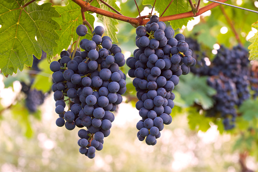 two bunches of blue wine grapes in the vineyard