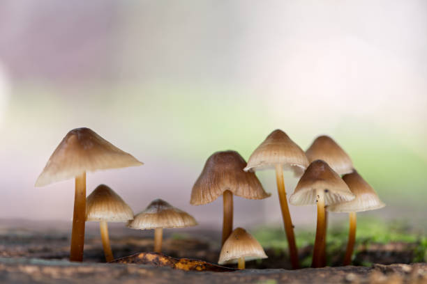 istock Enchanting Explorations: The Captivating Realm of Mushrooms 1637710250