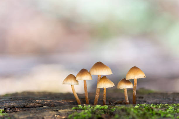 istock Enchanting Explorations: The Captivating Realm of Mushrooms 1637710783