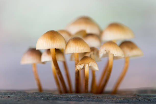 Enchanting Explorations: The Captivating Realm of Mushrooms