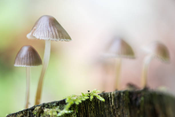 istock Enchanting Explorations: The Captivating Realm of Mushrooms 1637711376