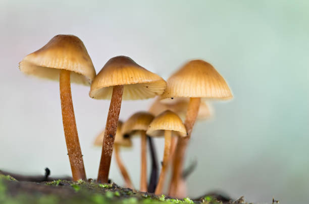 istock Enchanting Explorations: The Captivating Realm of Mushrooms 1637711379