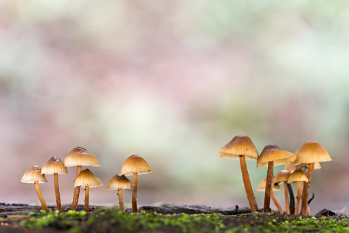 Enchanting Explorations: The Captivating Realm of Mushrooms