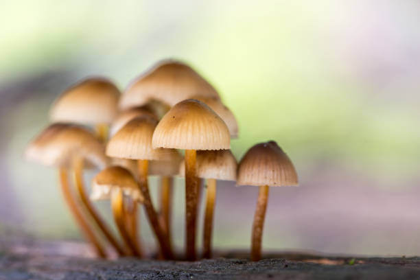istock Enchanting Explorations: The Captivating Realm of Mushrooms 1637711388