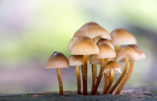 istock Enchanting Explorations: The Captivating Realm of Mushrooms 1637711390
