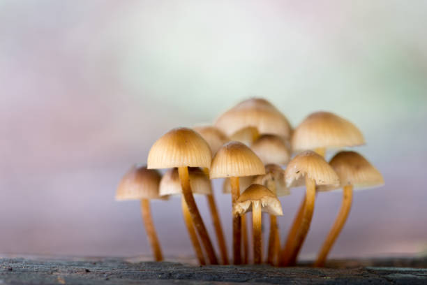 istock Enchanting Explorations: The Captivating Realm of Mushrooms 1637711392