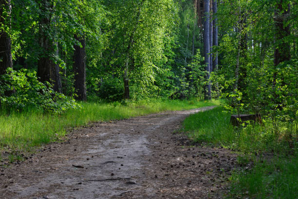 istock path in the wild forest with pine trees on background copy space 1637722097