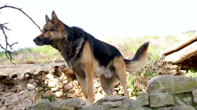 A vigilant and aggressive German shepherd dog protects his territory by barking aggressively, he is on a chain because it is dangerous to approach