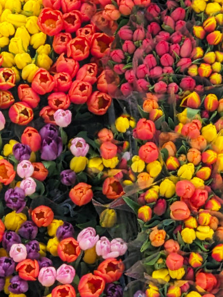 istock Colourful Tulip Bouquet Display Mosaic Abstract 1637725422