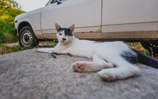 Funny black and white cat lying next to a car in the city and looking at the camera, the problem of street animals