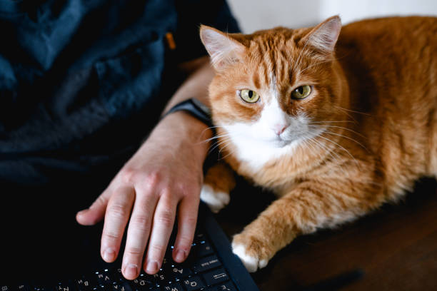 istock The ginger cat lying on the keyboard. 1637729768