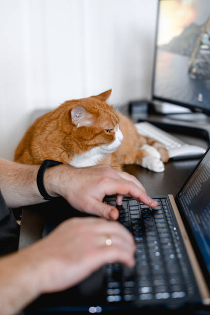 istock The ginger cat lying on the keyboard. 1637730313