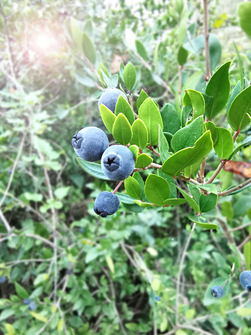 Blueberries on branch in the forest.