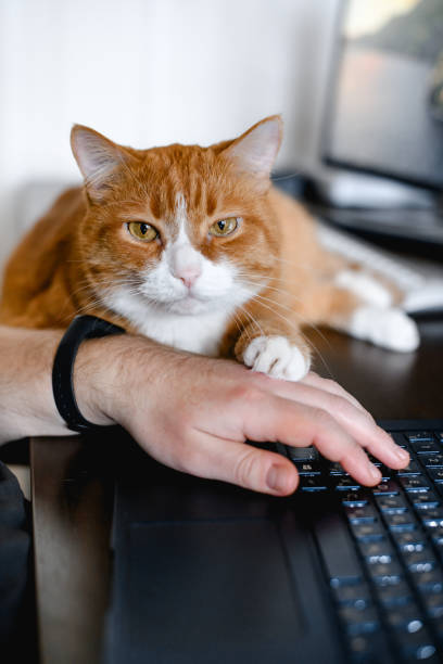 istock The ginger cat lying on the keyboard. 1637745468