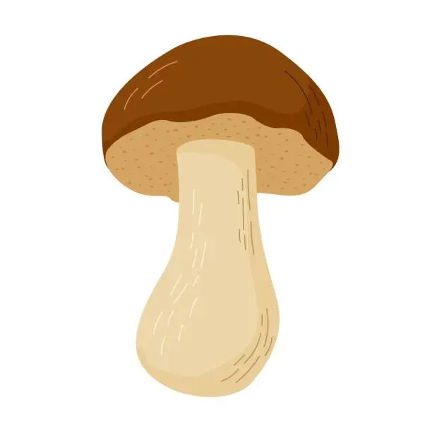 Vector illustration of Cep mushroom vector illustration