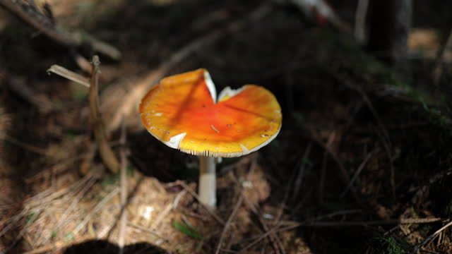 A poisonous mushroom with a red cap and white spots on it grows in the forest