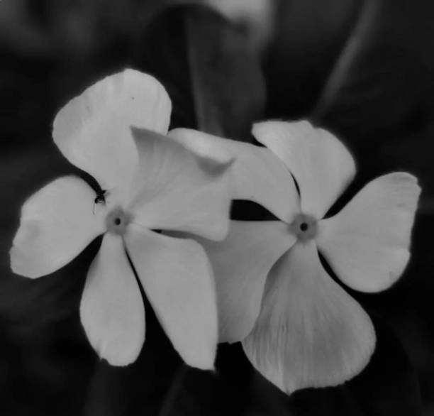 istock The tapak dara flower 1637765368