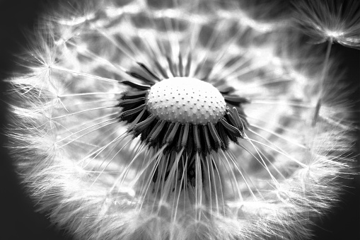 Macro dandelions closeup