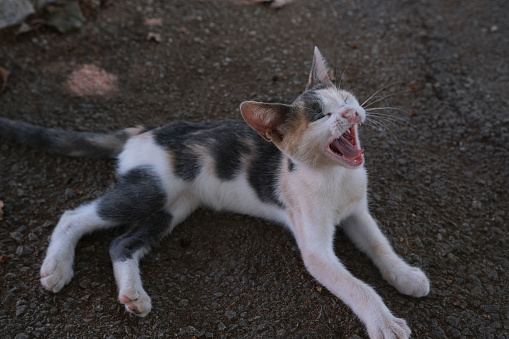 Little street tabby cat yawning.