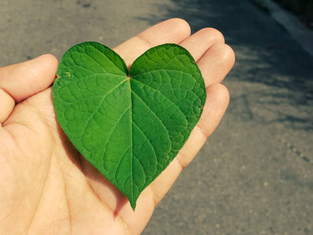 istock hand holding a green heart-shaped leaf 1637806819