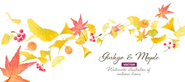 ein wellenförmiger hintergrund aus ginkgo biloba, herbstlaub und roten beeren, die im wind verweht werden. aquarellillustration des herbstbildes. banner hintergrund. (vektor. layout veränderbar) - maple japanese maple leaf autumn stock-grafiken, -clipart, -cartoons und -symbole