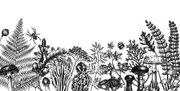 ilustrações de stock, clip art, desenhos animados e ícones de autumn forest plants background - fern forest ivy leaf