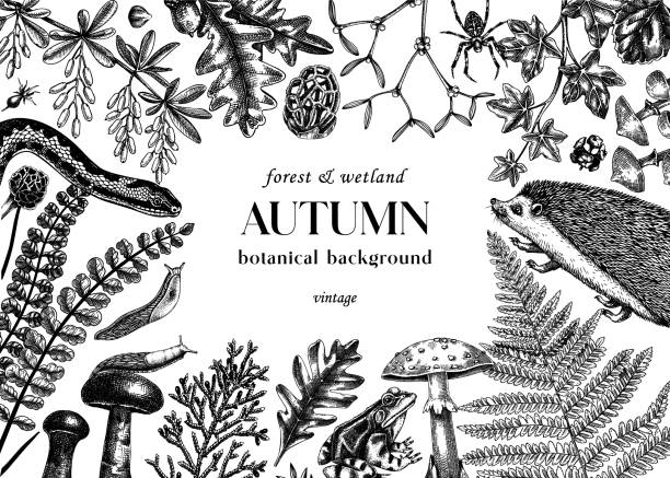 Autumn forest background in sketch style Sketched autumn background. Vintage forest wildlife vector illustration. Woodland animals, ferns, mushrooms, fall leaves, and autumn plant sketches. Vintage banner, card, design template amanita stock illustrations