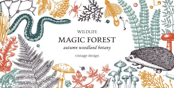 ilustrações de stock, clip art, desenhos animados e ícones de autumn forest background in sketch style - fern forest ivy leaf