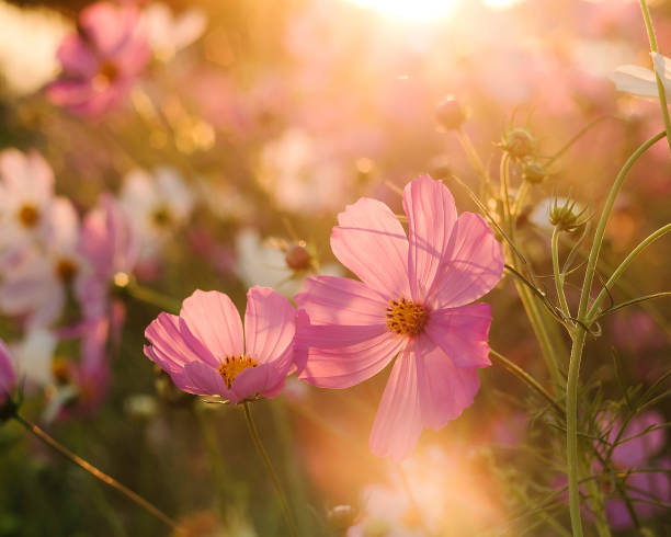 malerische kosmos-blumenfeldlandschaft bei sonnenuntergang. selektiver fokus. - cosmos flower daisy flower field stock-fotos und bilder