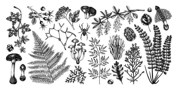 ilustrações de stock, clip art, desenhos animados e ícones de forest plants collection - fern forest ivy leaf