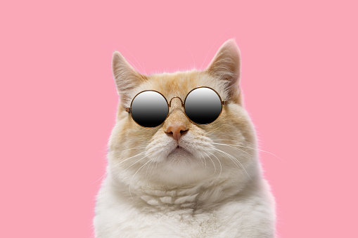 Charismatic cat in sunglasses on a pink background