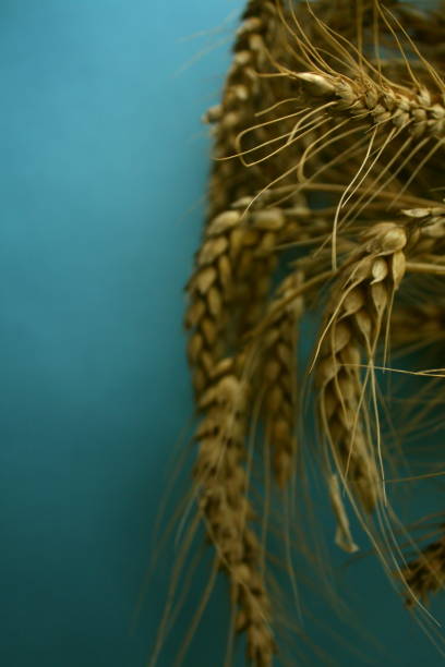 istock ears of ripe wheat on a blue background 1637832988
