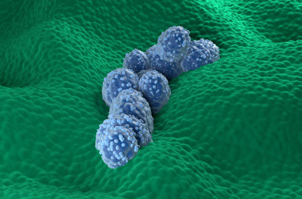 istock Prostate cancer cells in the prostatic glandular epithelium - front view 3d illustration 1637834410