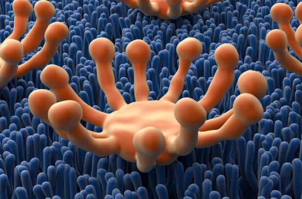 istock Smell (olfactory) receptor field in nasal lining - closeup view 3d illustration 1637835990