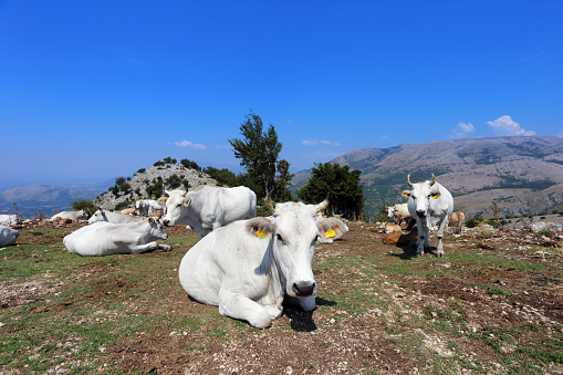 Grazing cows on Monte Sambucaro between San Vittore del Lazio and San Pietro Infine