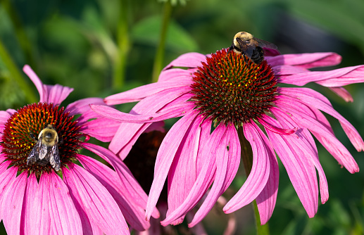 Purple coneflower with insect on it, on a sunny summer day.