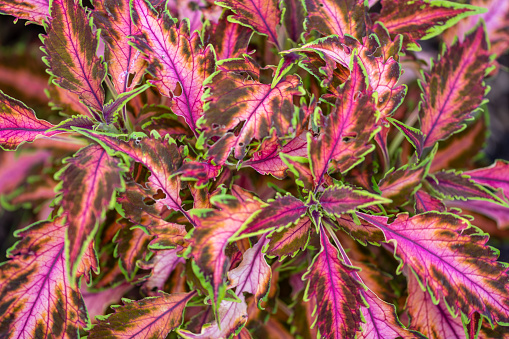 Red and pink leaves of a plant, wallpaper or background